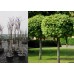 Клён остролистный Глобозум(Acer platanoides Globosum) Штамб